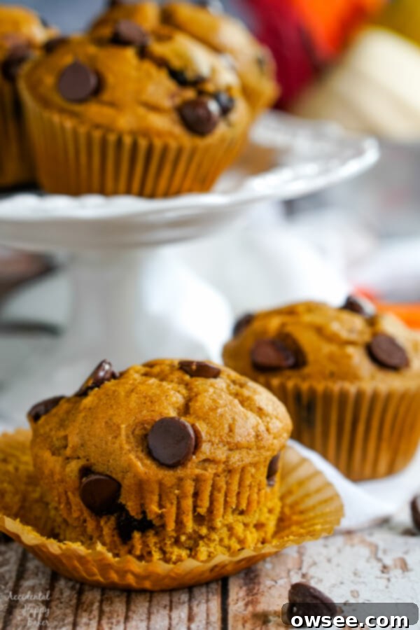 Spiced Pumpkin Chocolate Chip Muffins 6 A close-up of an uncooked pumpkin chocolate chip muffin batter in a muffin tin, topped with extra chocolate chips.