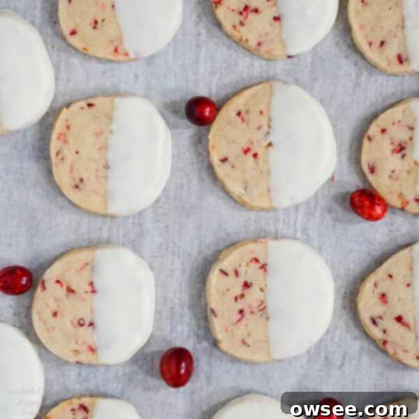 A sheet pan of finished cookies after they've been dipped in white chocolate. 