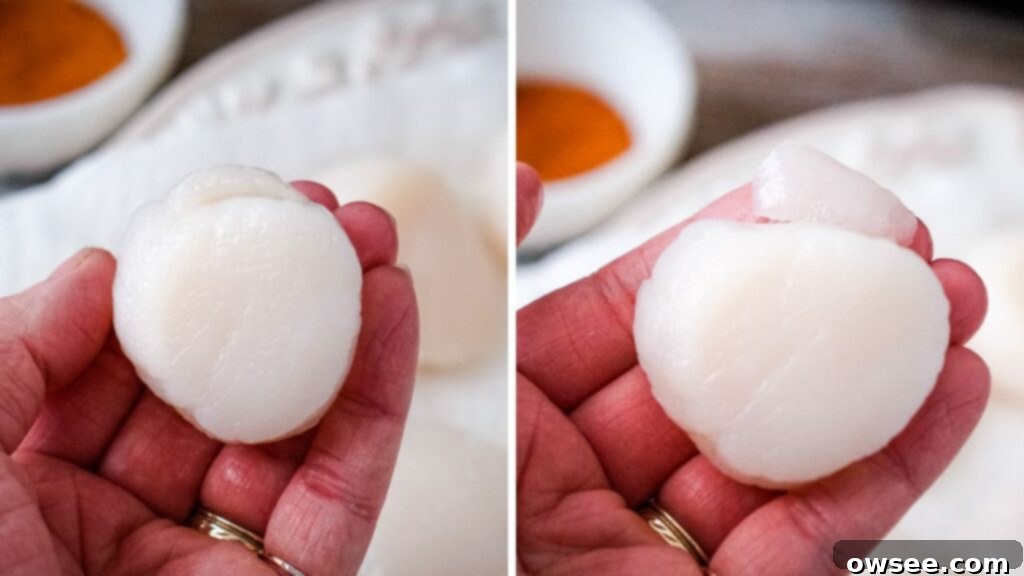 Crispy Air Fryer Scallops 4 A scallop with a tough, crescent-shaped muscle is held. Next, the same scallop is shown with the muscle cleanly detached, ready for cooking.